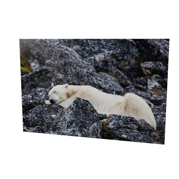 Sleeping Polar Bear, Svalbard