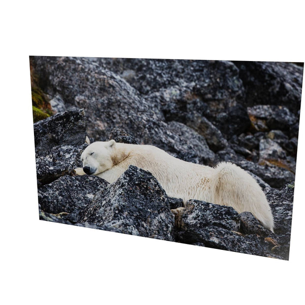 Sleeping Polar Bear, Svalbard