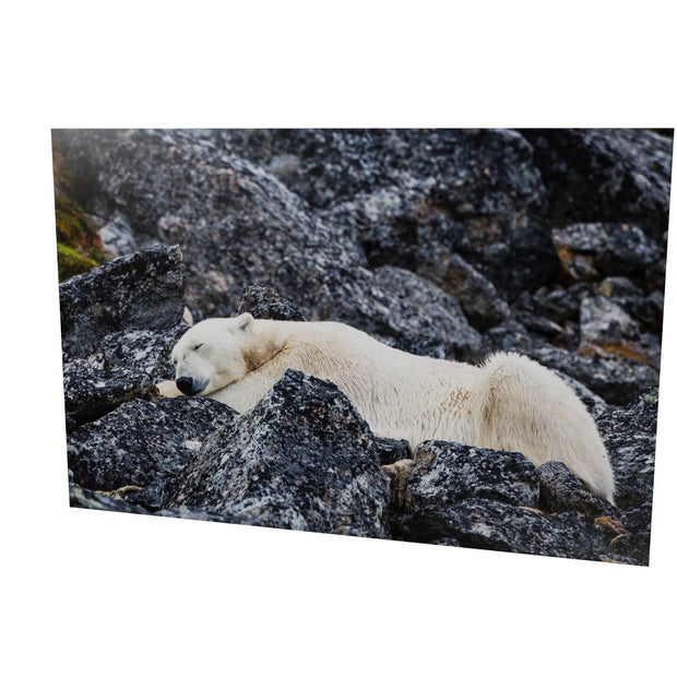 Sleeping Polar Bear, Svalbard