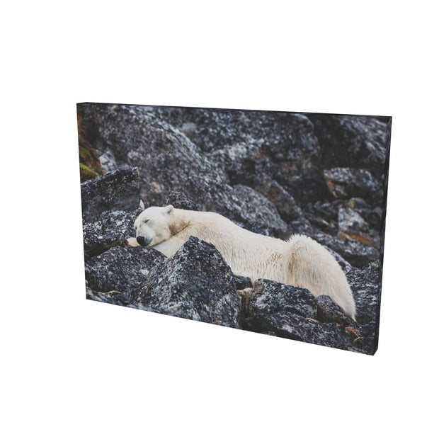 Sleeping Polar Bear, Svalbard