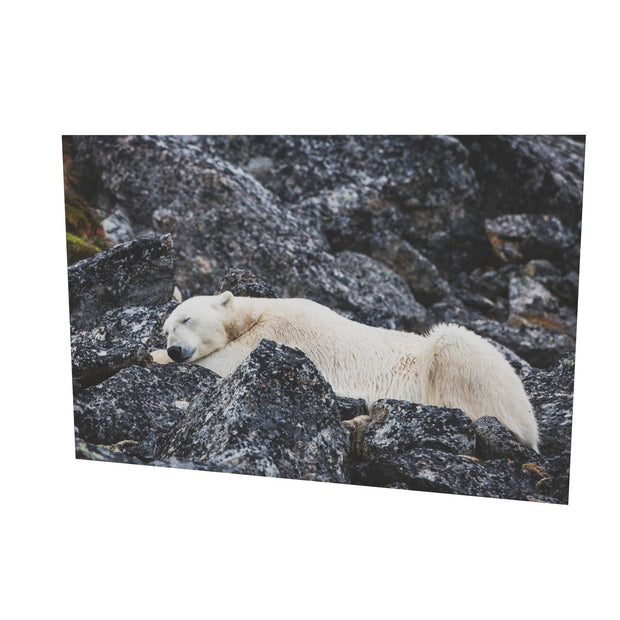 Sleeping Polar Bear, Svalbard