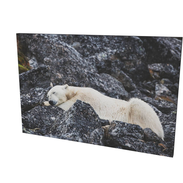 Sleeping Polar Bear, Svalbard