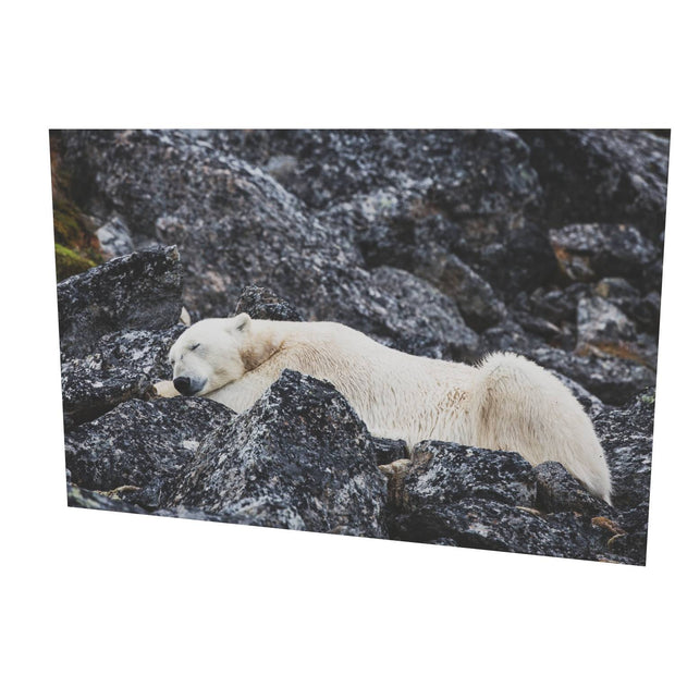 Sleeping Polar Bear, Svalbard
