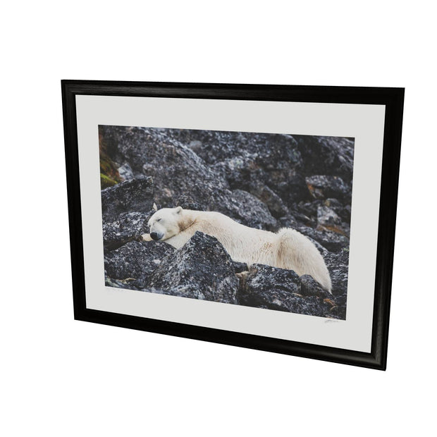 Sleeping Polar Bear, Svalbard