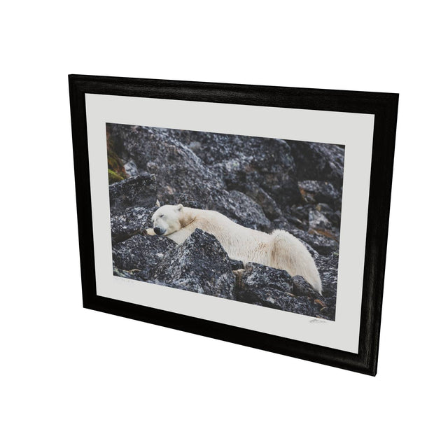 Sleeping Polar Bear, Svalbard