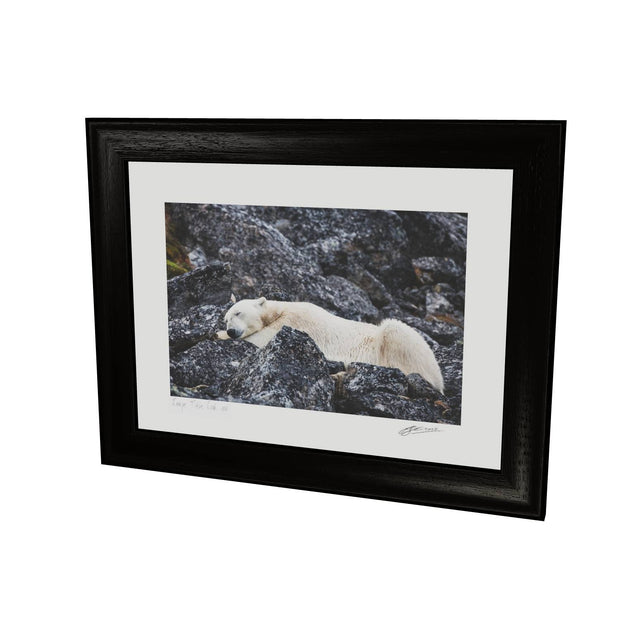 Sleeping Polar Bear, Svalbard