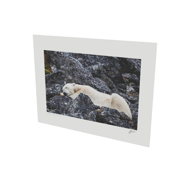 Sleeping Polar Bear, Svalbard