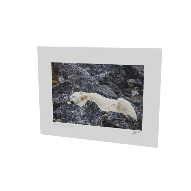 Sleeping Polar Bear, Svalbard