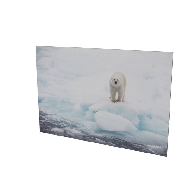 Polar Bear on Sea Ice, Barents Sea