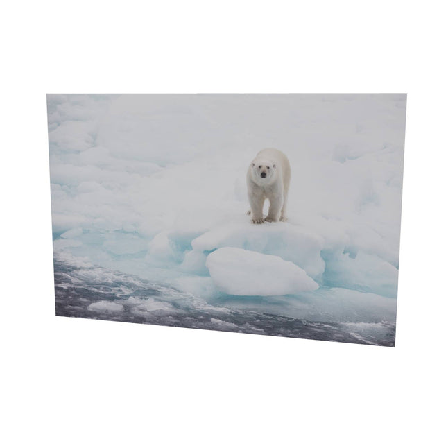 Polar Bear on Sea Ice, Barents Sea