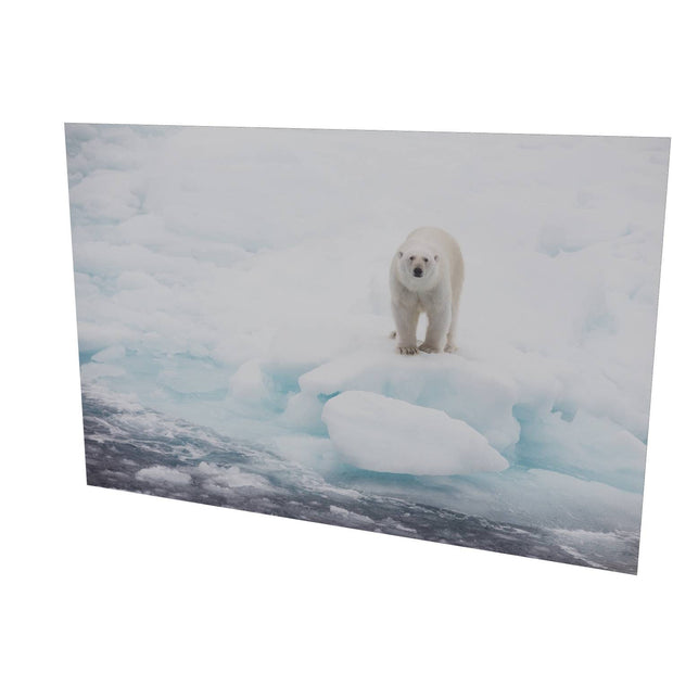 Polar Bear on Sea Ice, Barents Sea