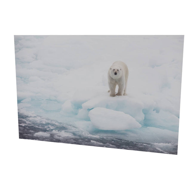 Polar Bear on Sea Ice, Barents Sea
