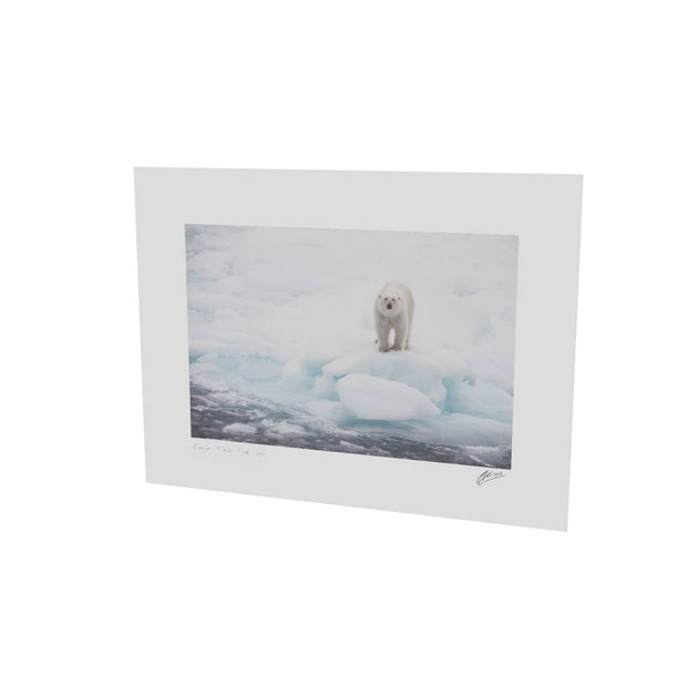 Polar Bear on Sea Ice, Barents Sea