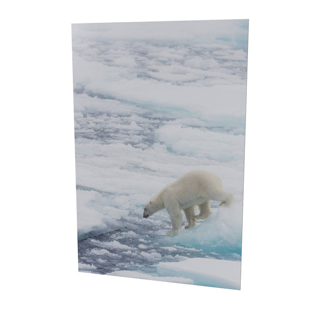 Polar Bear on Sea Ice II, Barents Sea