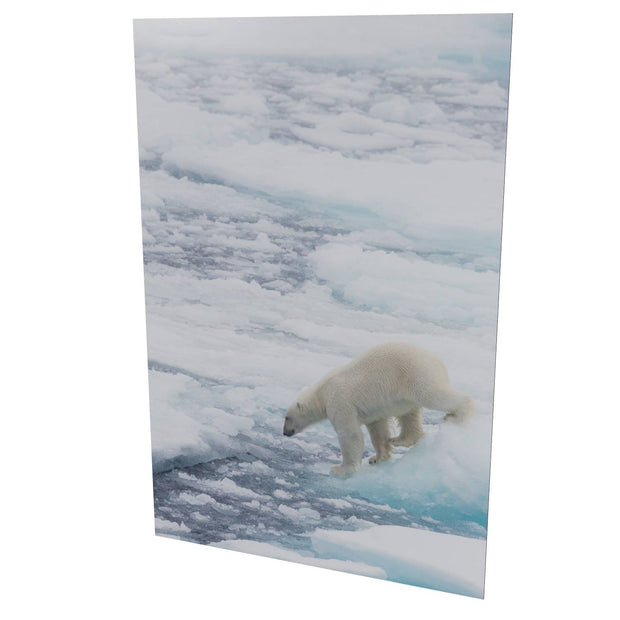 Polar Bear on Sea Ice II, Barents Sea