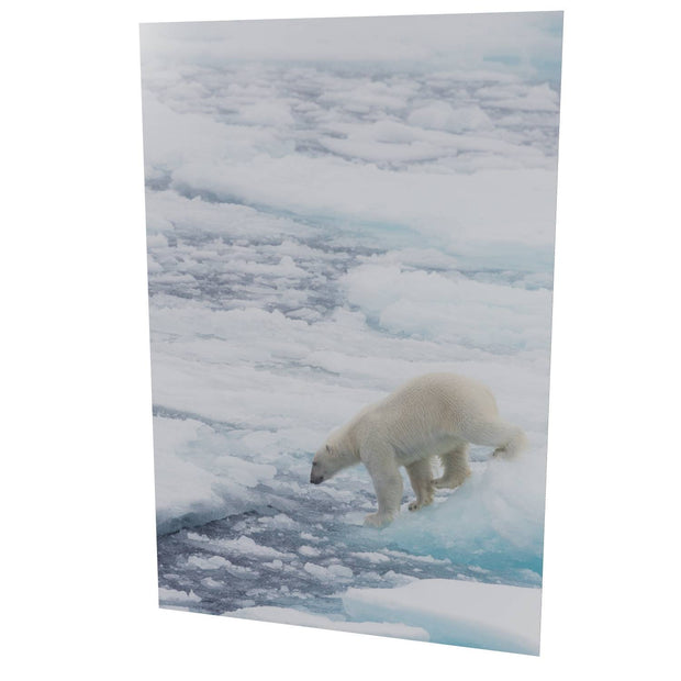 Polar Bear on Sea Ice II, Barents Sea
