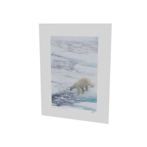 Polar Bear on Sea Ice II, Barents Sea