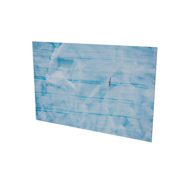 Fulmar, Brasvellbreen Ice Wall, Svalbard