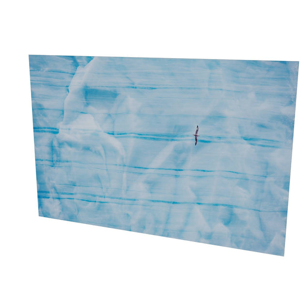 Fulmar, Brasvellbreen Ice Wall, Svalbard