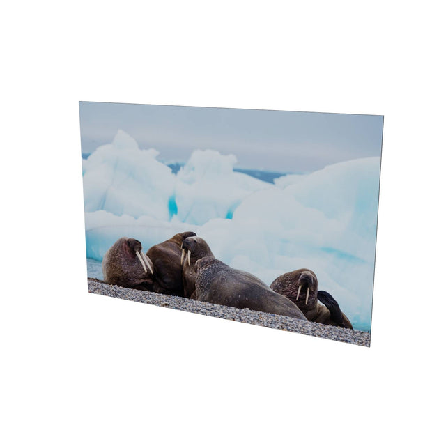 Walrus on the Beach, Svalbard