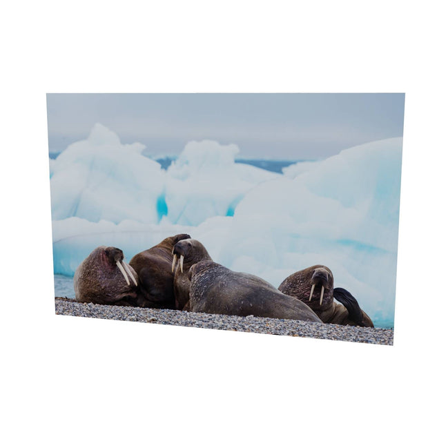 Walrus on the Beach, Svalbard