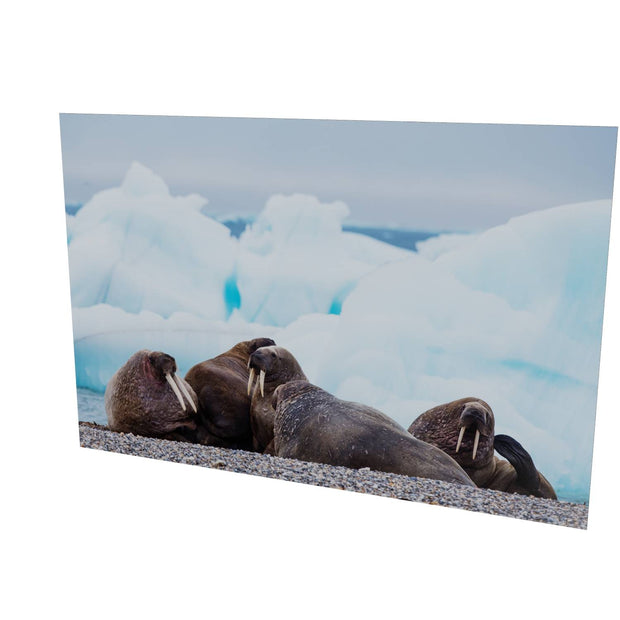 Walrus on the Beach, Svalbard