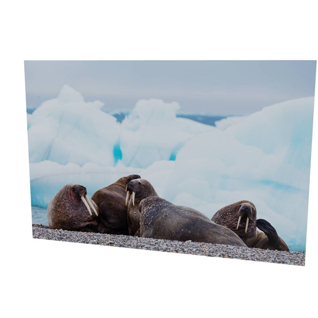 Walrus on the Beach, Svalbard
