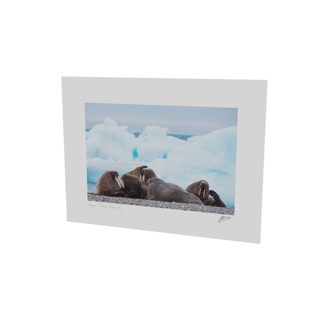 Walrus on the Beach, Svalbard