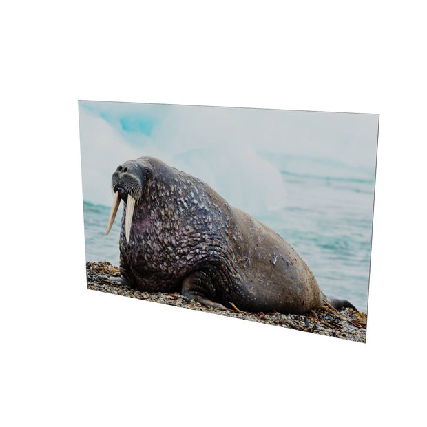 Walrus, Svalbard