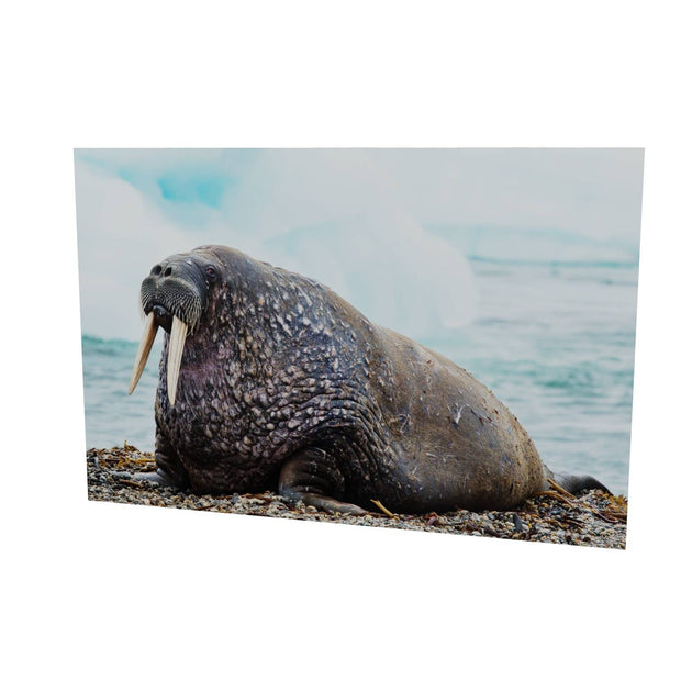 Walrus, Svalbard