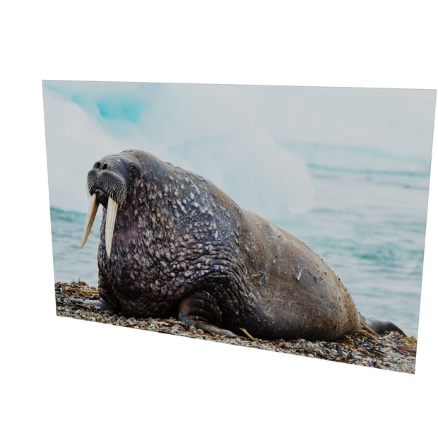Walrus, Svalbard