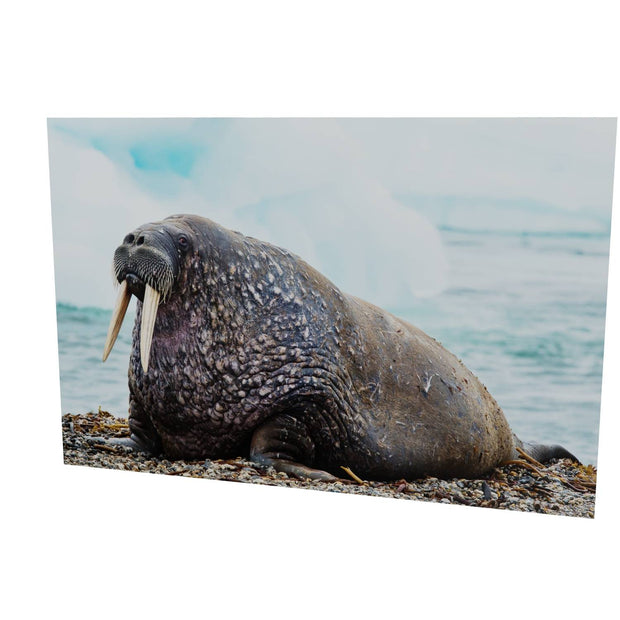 Walrus, Svalbard