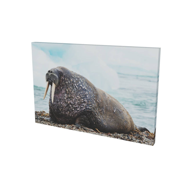 Walrus, Svalbard