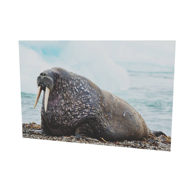 Walrus, Svalbard