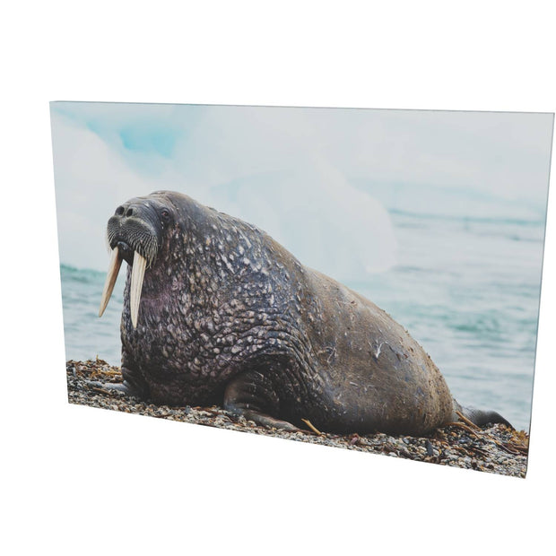 Walrus, Svalbard