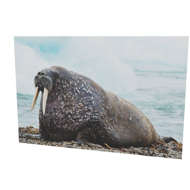 Walrus, Svalbard