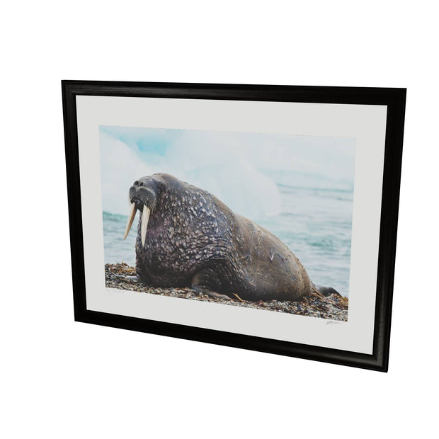 Walrus, Svalbard