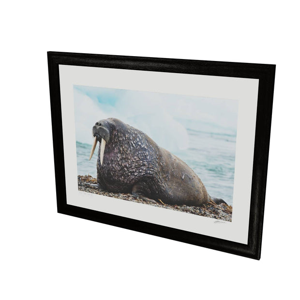 Walrus, Svalbard