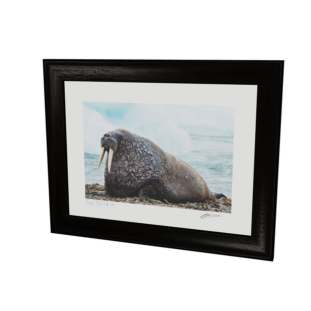 Walrus, Svalbard