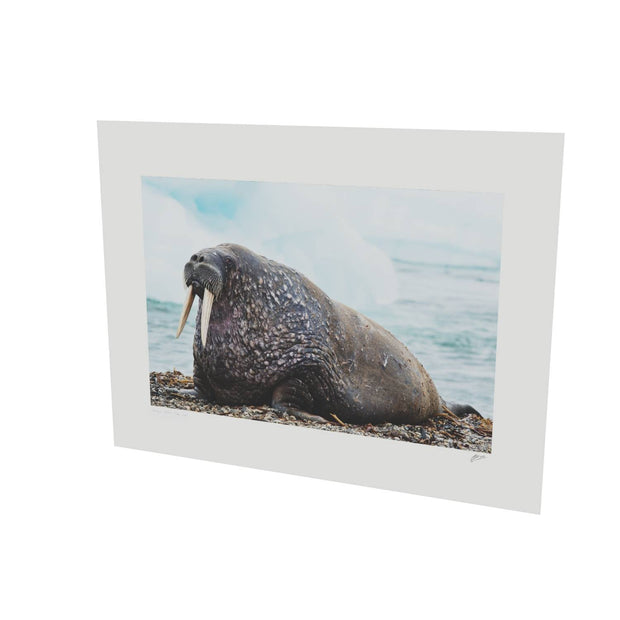 Walrus, Svalbard