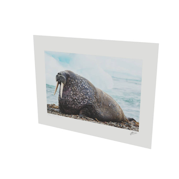 Walrus, Svalbard