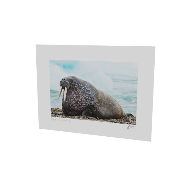Walrus, Svalbard
