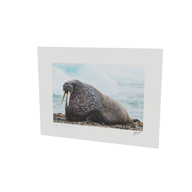 Walrus, Svalbard