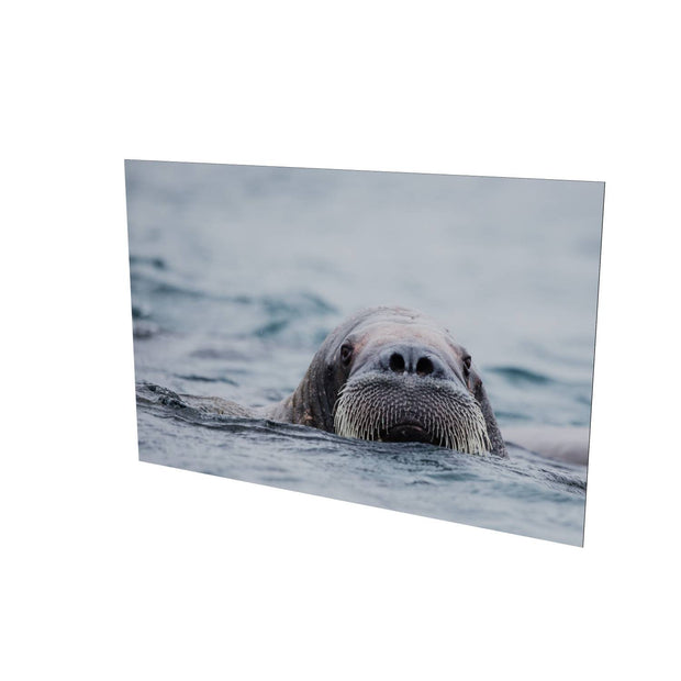 Walrus II, Svalbard