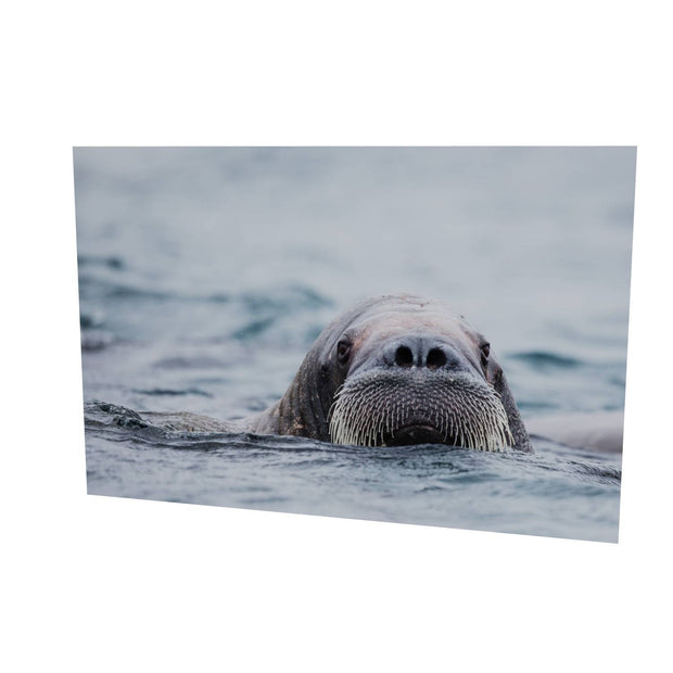 Walrus II, Svalbard