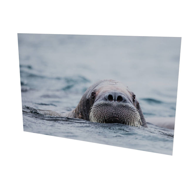 Walrus II, Svalbard