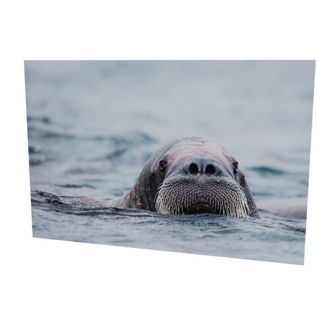Walrus II, Svalbard