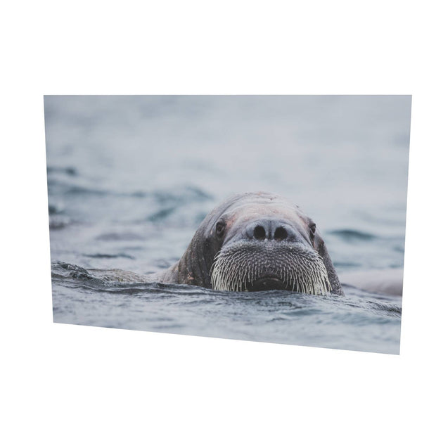 Walrus II, Svalbard