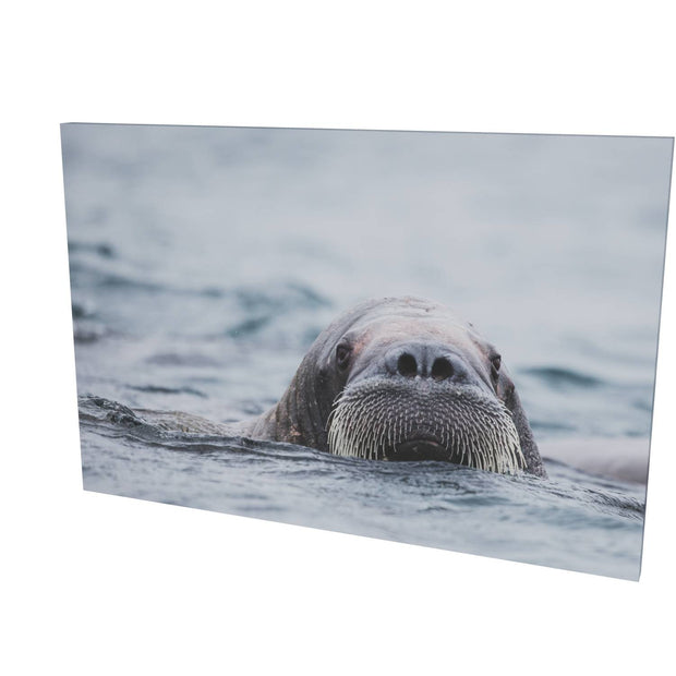Walrus II, Svalbard