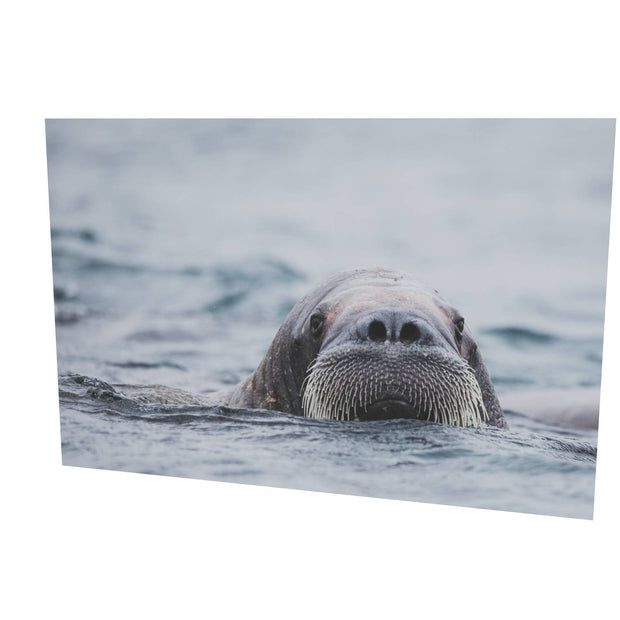 Walrus II, Svalbard